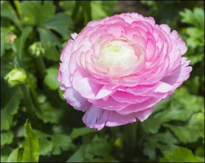 Quelle fleur apercevons-nous ici en photo ?