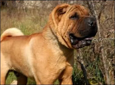 Quel est le nom de cette race de chiens ?