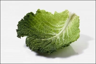 Quest-ce qu'une feuille de chou dans le domaine de la presse ?