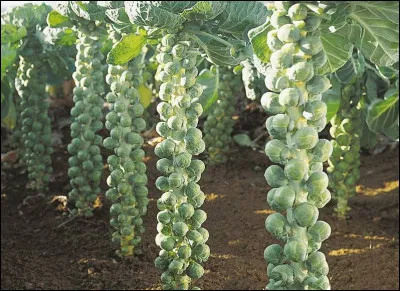 Quand commence en général la récolte des choux de Bruxelles en France ?