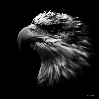 Qui a chanté "L'Aigle noir" en 1970 ?