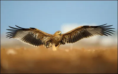 Sur quel continent ne vit pas l'aigle impérial ?