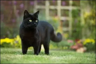 Laquelle de ces races n'est pas celle d'un chat ?