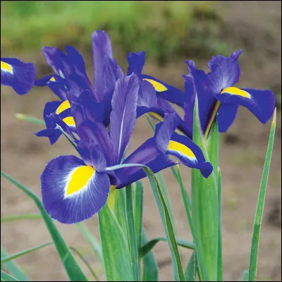 Selon leurs caractéristiques, les iris sont des ...