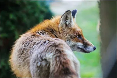 De quel pays vient le prix Yves-Sauvageau ?