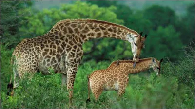 Laquelle de ces propositions correspond à une série télévisée française ?