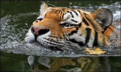 Combien de romans trouve-t-on dans la saga "Sauvage" ?