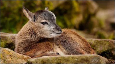 Dans quel sport Louise Sauvage a-t-elle été médaillée ?