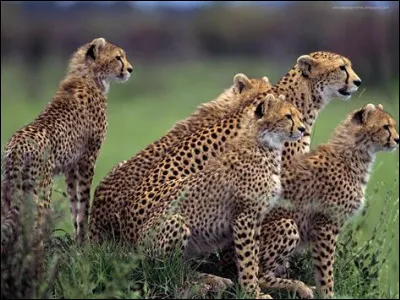 De quel pays Piat Sauvage vient-il ?