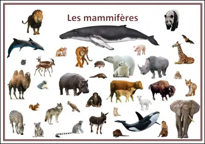 Si tu étais un animal, dans quelle classe serais-tu ?