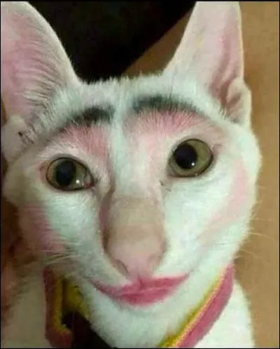 As-tu ou veux-tu des animaux ?