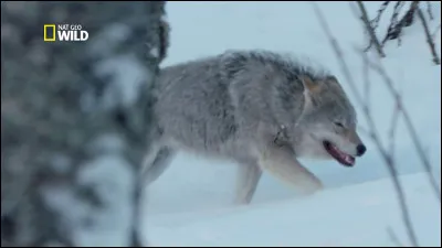 Quel est ton animal préféré ?