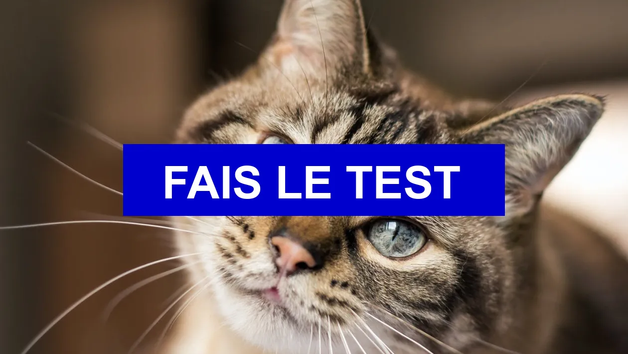 Test de personnalité Quel animal estu