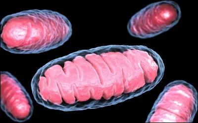 Quel est cet organite, assurant la respiration cellulaire ?