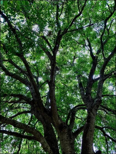 Le chêne d'Europe peut atteindre :