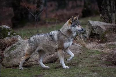 Le loup vit en meute, elles sont généralement composées :