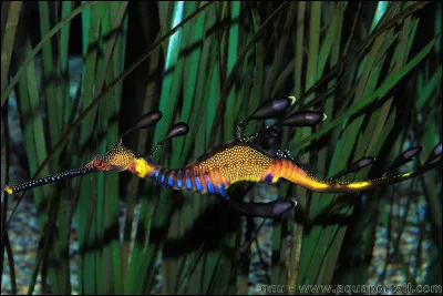 Comment se nomme le cousin de l'hippocampe, vivant au large des côtes au Sud de l'Australie ?
