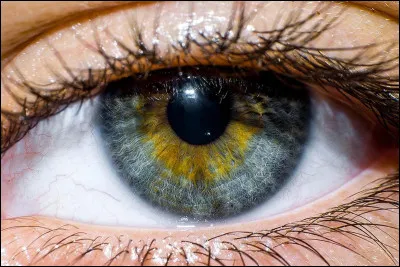 À quel chanteur doit-on le titre "Elle a les yeux revolver" ?