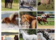 Quiz Connais-tu bien les races de chevaux ? n2
