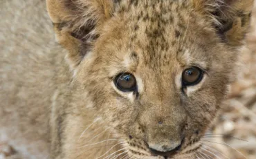 Quiz Animaux