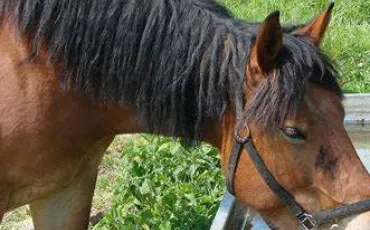 Quiz Galop 4