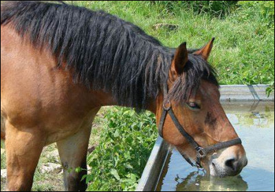 Combien de litres d'eau par jour, le cheval boit-il ?