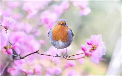 Retrouvez le grand insecte pollinisateur :