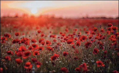 Pour se souvenir des morts, les Français portent le bleuet. Quel pays utilise le coquelicot ?