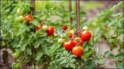 Lorsque l'on cueille des tomates, il arrive que nos doigts se retrouvent recouverts d'une poudre jaune. Qu'est-ce ?