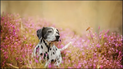 Combien le chien possède-t-il de doigts ?