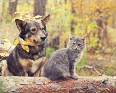 Il est le plus indépendant des deux animaux.