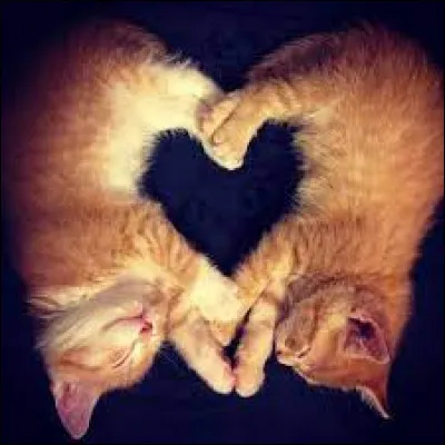 Tu pr&eacute;f&egrave;res les chats aux yeux...