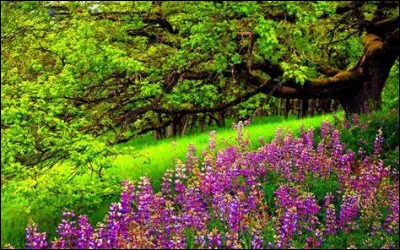 Quel Etat les USA ont-ils annexé en mars 1845 ?