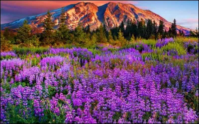 De quel pays le mouvement du 1er Mars demande-t-il l'indépendance le 1er mars 1919 ?