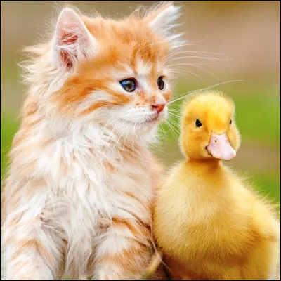 Lequel de ces animaux stocke de la nourriture, voire ses petits, dans ses abajoues ?