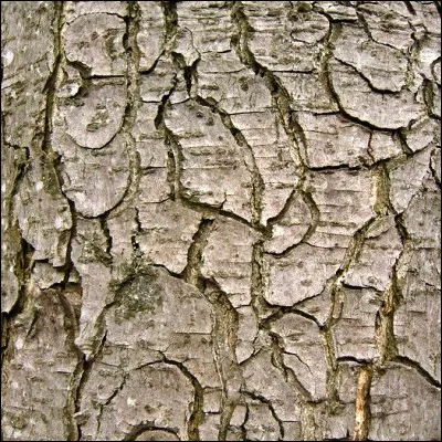 Quelle &eacute;pice est constitu&eacute;e de l�&eacute;corce int&eacute;rieure de certains arbres ?