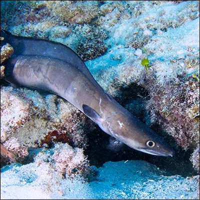 Quel poisson, qui poss&egrave;de des nageoires pectorales plus d&eacute;velopp&eacute;es que celles de l�anguille, est aussi appel&eacute; anguille de mer ?