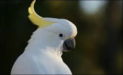 Quel est le nom du perroquet à crête ?