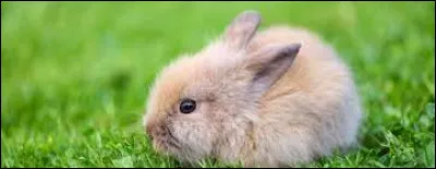 Maintenant, parlons de la phobie des lapins. Et oui, ça existe ! Comment s'appelle cette phobie ?