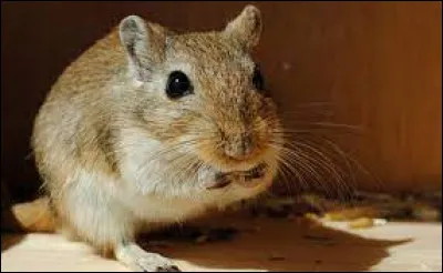 Si vous avez peur des souris, des rats, ou d'autres rongeurs, vous êtes certainement atteints de...