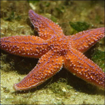 Que le corps humain a-t-il que l'étoile de mer ne possède pas ?