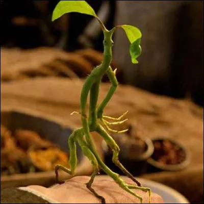 Choisis une image pour Pickett, le Botruc.