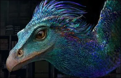 Choisis une image pour l'Occamy.