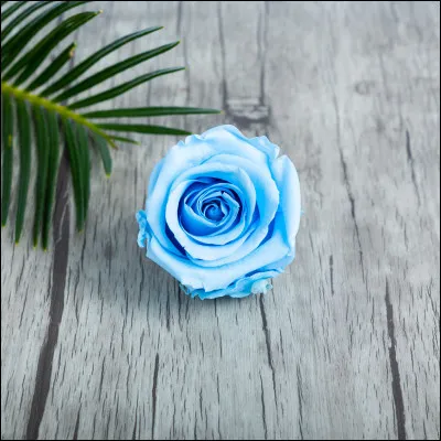 De quelle couleur est cette rose ?