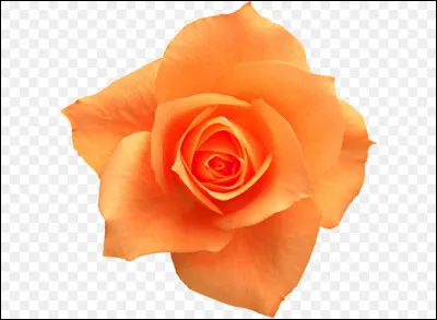De quelle couleur est cette rose ?