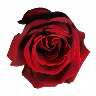 De quelle couleur est cette rose ?