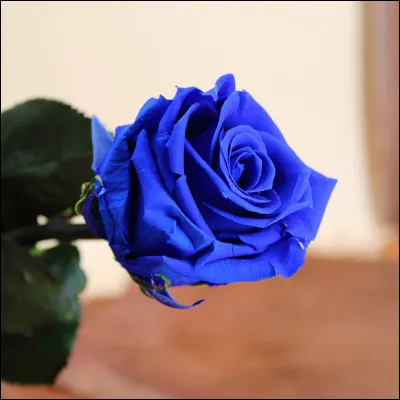 De quelle couleur est cette rose ?