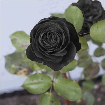 De quelle couleur est cette rose ?