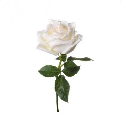 De quelle couleur est cette rose ?