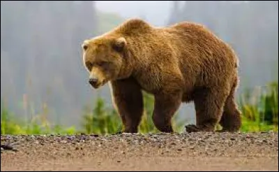 Grizzli : où compte-t-on le plus de grizzlis ?